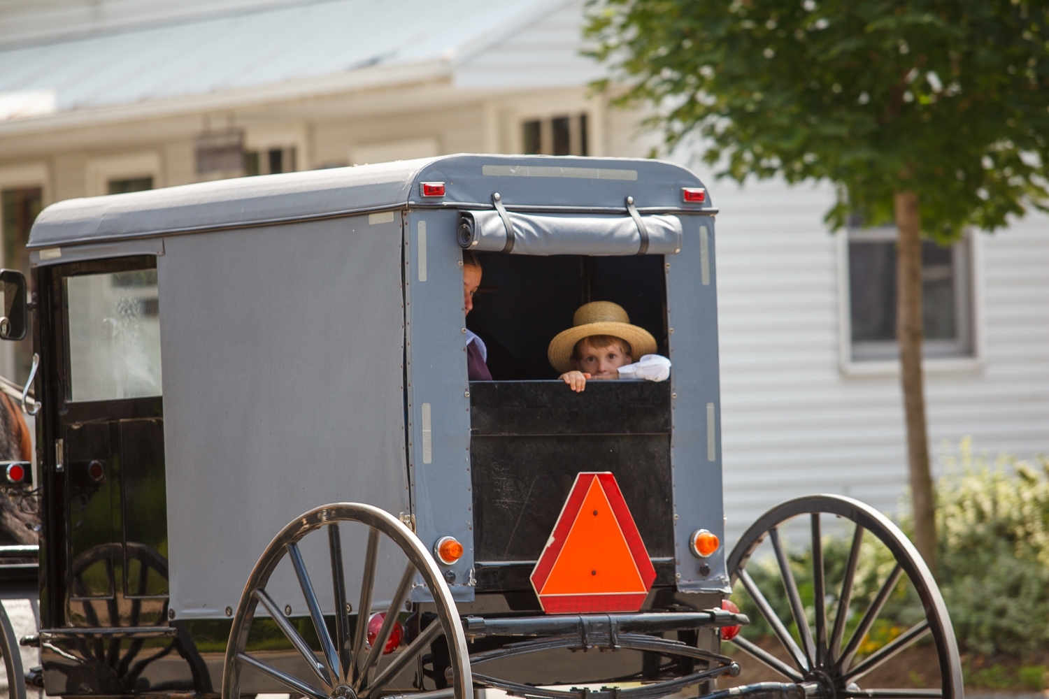 Amish boy look out the rear of a buggy.