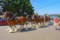 animal, beer, Budweiser, busch, Clydesdale, county, crowd, Dalmatian, equestrian, famous, harness, hitch, horses, iconic, pa, Parade, pennsylvania, people, street, summer, symbol, team, teamwork, tour, transportation, usa, wagon, Wrightsville, York