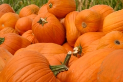 Bright orange fall pumpkins, farm fresh, and ready ready for purchase.