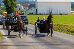 Strasburg, PA - June 19, 2016: Multiple Amish buggies and wagons in summer on a county road in Lancaster County, PA.