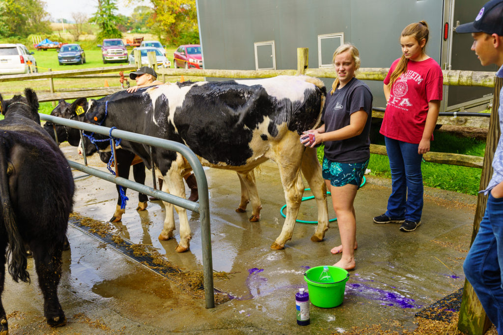 Washing a Cow at the Manheim Community Farm Show
