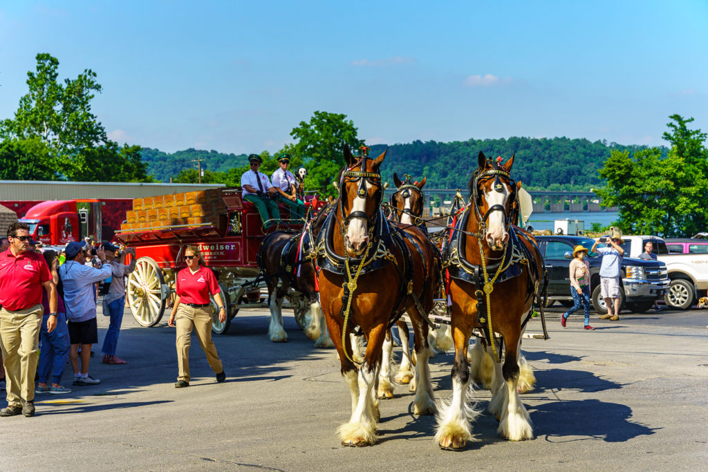 Budweiser Clydesdales in York County PA