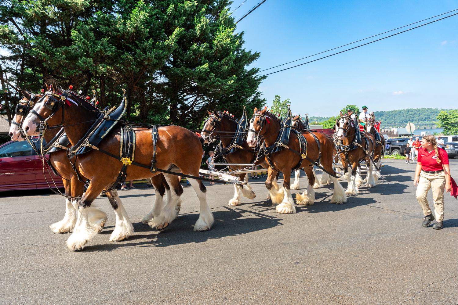 Budweiser Clydesdales