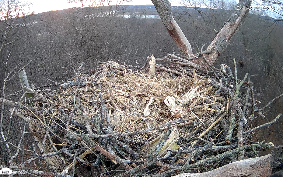 Hanover Eagle Cam bald eagle nest Codorus State Park