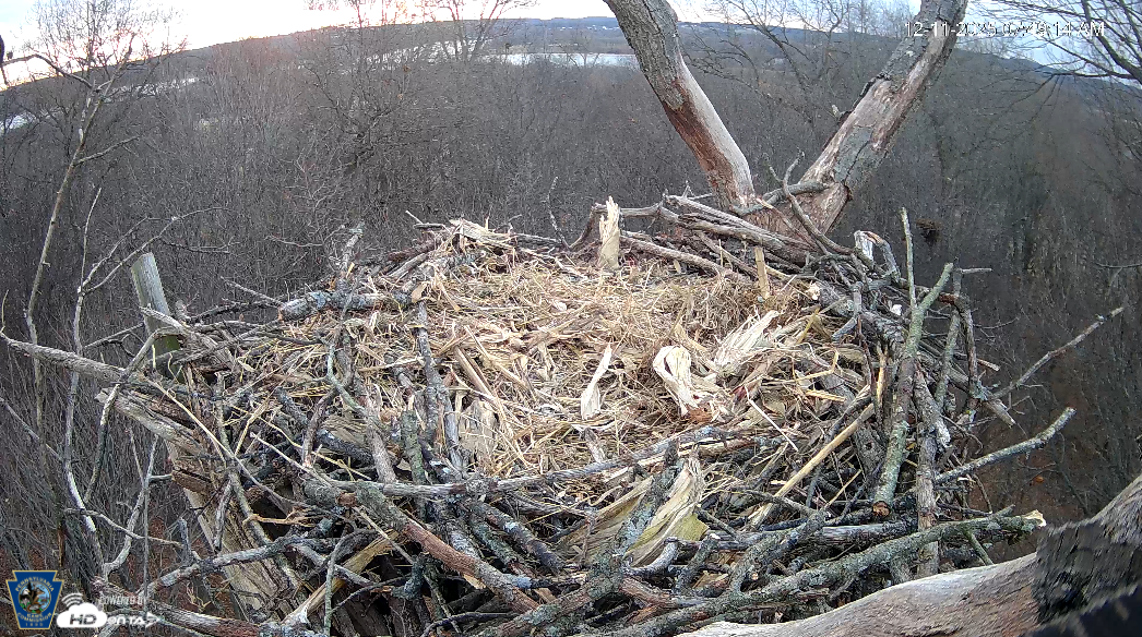 Hanover Eagle Cam bald eagle nest Codorus State Park